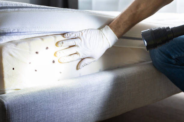 Best Pest Removal Services  in Batesville, AR