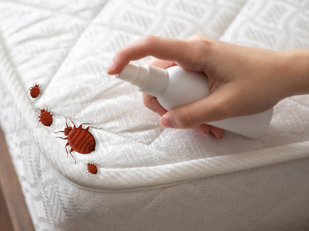 Best Bed Bug Extermination  in Batesville, AR